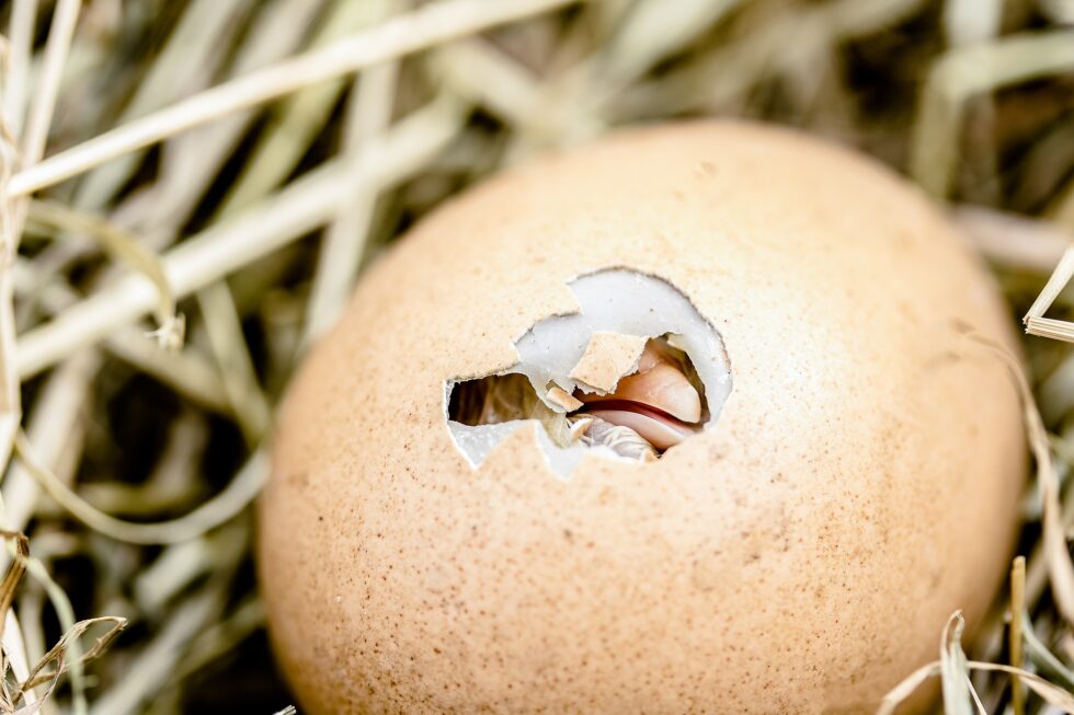 Hatching Baby Chick Hatching Baby Chick